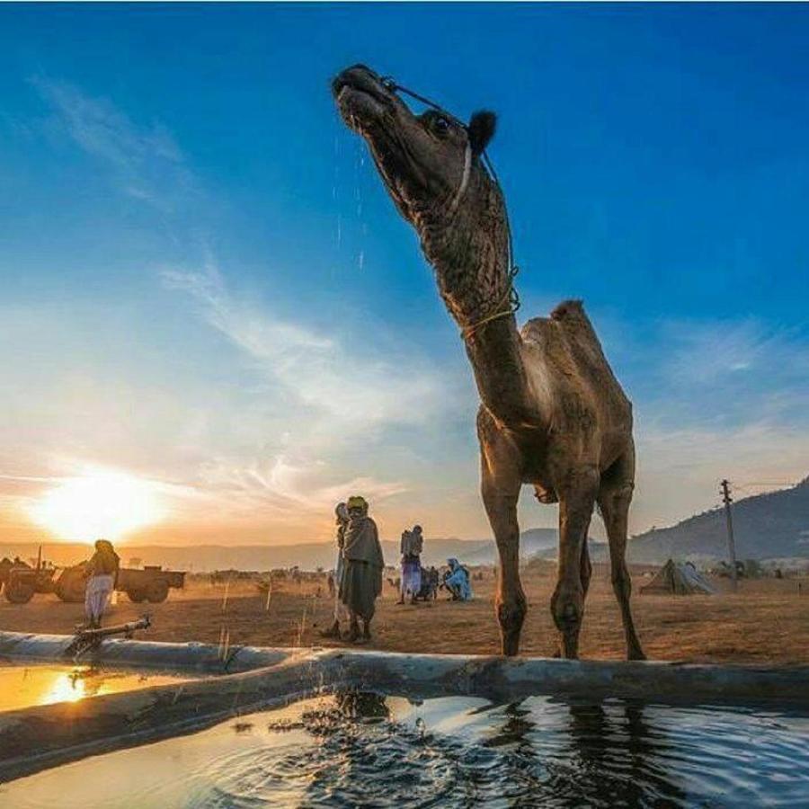 Journey Desert Camp Jaisalmer Ngoại thất bức ảnh